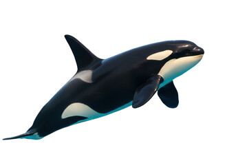 Isolated Orca Killer Whale Marine Life in the Ocean Predator with Black and White Pattern
