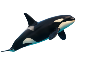 Isolated Orca Killer Whale Marine Life in the Ocean Predator with Black and White Pattern