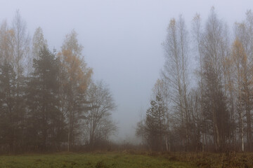 Misty autumn forest with birch and pine trees shrouded in fog, golden leaves clinging to branches — a serene, atmospheric landscape perfect for seasonal or contemplative designs.