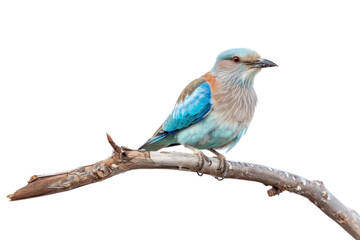 Obraz premium PNG Colorful bird perched branch