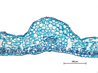 MIkroskopischer Schnitt durch ein Blatt von Jasmin (Jasminium nudiflorum) bei 200facher Vergr&ouml;&szlig;erung