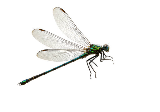 Isolated emerald damselfly rests with translucent wings visible against neutral backdrop