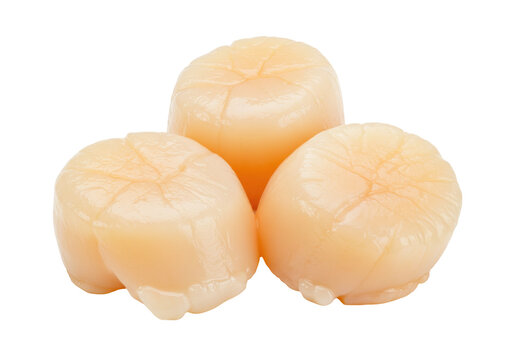 Isolated scallops present a high-protein, low-calorie food option for healthy eating lifestyle
