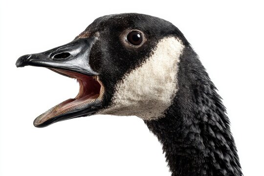 Angry Goose. Canadian Goose Expressing Aggressive Action in Wildlife