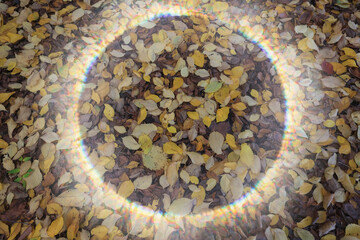 Sunlight, autumn background frame fallen leaves round sunny border