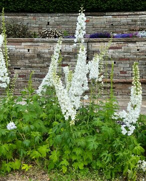 White flowers on Alpine delphinium plant. Delphinium elatum