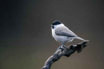 Marsh tit (Poecile palustris) perched on branch, side view. Small songbird with black cap, white cheeks, pale underparts, brown-grey back, and short bill, calm pose, soft background detail.