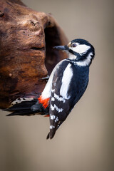 Great spotted woodpecker (Dendrocopos major) perched on tree close-up. Striking black, white, and red plumage, powerful beak, vertical pose. Classic forest bird, portrait detail, natural environment.