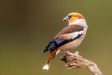 Hawfinch (Coccothraustes coccothraustes) perched on branch, side view. Stocky finch with massive conical bill, vivid orange-brown, black, and white plumage, isolated natural background, detailed wildl