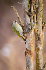 Grey-headed woodpecker (Picus canus) perched on tree branch, side view. Olive-green and grey plumage, red crown spot, wild bird in natural habitat, detailed wildlife close-up photo.
