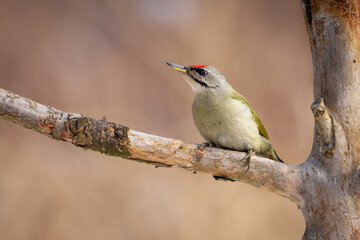 Grey-headed woodpecker (Picus canus) perched on tree branch, side view. Olive-green and grey plumage, red crown spot, wild bird in natural habitat, detailed wildlife close-up photo.