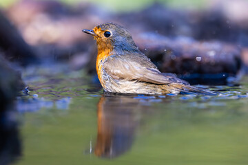 European robin (Erithacus rubecula) bathing in clear water with reflection. Small songbird with orange breast, brown plumage, nature, wildlife, detail, and fresh splash in summer habitat.