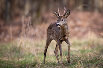 Young roe deer fawn (Capreolus capreolus) in green forest clearing, standing on fresh grass. Adorable wildlife scene with delicate brown fur, alert pose, and natural woodland background.