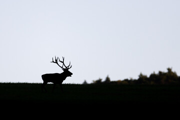 Deer stag silhouette with antlers standing on horizon against pale sky. Minimal nature scene, elegant wildlife, forest edge, calm mood, dusk or dawn atmosphere, tranquil landscape.