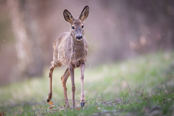 Young roe deer fawn (Capreolus capreolus) in green forest clearing, standing on fresh grass. Adorable wildlife scene with delicate brown fur, alert pose, and natural woodland background.