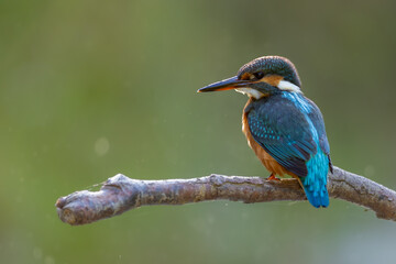 Common kingfisher (Alcedo atthis) perched on branch, vibrant blue and orange plumage, sharp beak, isolated against soft green background. Iconic European river bird, wildlife close-up in natural habit