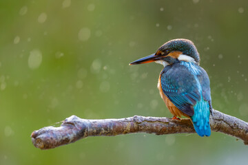 Common kingfisher (Alcedo atthis) perched on branch, vibrant blue and orange plumage, sharp beak, isolated against soft green background. Iconic European river bird, wildlife close-up in natural habit