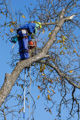 Arborist in safety harness cutting tree branches with chainsaw. Worker wearing helmet and protective gear, climbing tall tree against blue sky. Tree maintenance, pruning, forestry, outdoor work