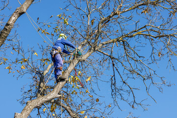 Arborist in safety harness cutting tree branches with chainsaw. Worker wearing helmet and protective gear, climbing tall tree against blue sky. Tree maintenance, pruning, forestry, outdoor work