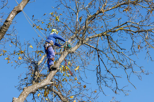 Arborist in safety harness cutting tree branches with chainsaw. Worker wearing helmet and protective gear, climbing tall tree against blue sky. Tree maintenance, pruning, forestry, outdoor work - Powered by Adobe