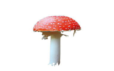 fly agaric mushroom