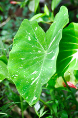 Colocasia milky way or Colocasia variegated