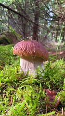 A large brown mushroom stands tall among vibrant green ferns in a peaceful forest. Sunlight filters through the trees, illuminating the rich details of nature.