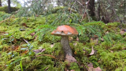 mushroom in the forest
