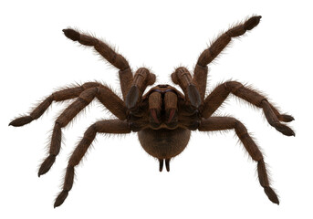 Isolated giant tarantula spider with large fangs and furry legs, arachnid macro portrait
