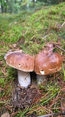 Two distinct mushrooms sit amongst lush green moss in a forest. One mushroom has a shiny brown cap, while the other features a pale white stem and cap. The sunlight filters gentl