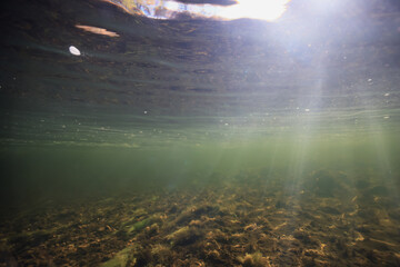 underwater photo of a swamp, dark green swamp water view of an ecosystem from underwater