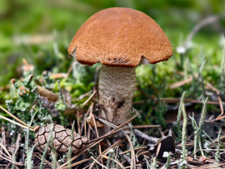 Red-capped Aspen scaber stalk mushroom or aspen bolete Leccinum aurantiacum growing in forest.
