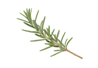 Isolated rosemary sprig close-up, fresh twig of common aromatic evergreen shrub, herb, spice