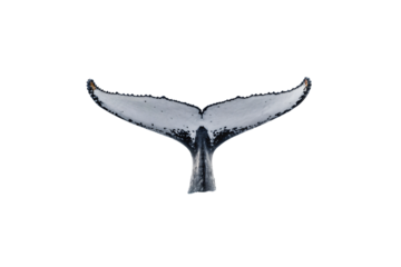 Humpback whale tail breaking ocean surface displaying unique coloration and barnacle patterns on flukes, isolated on a transparent background