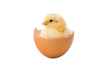 Young yellow chick hatching from tan brown eggshell, sweet newborn farm animal emerging, isolated on a transparent background