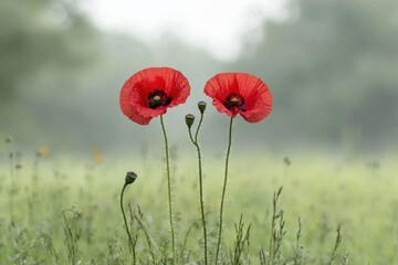 Fototapeta premium Red poppies on a meadow in the morning mist.