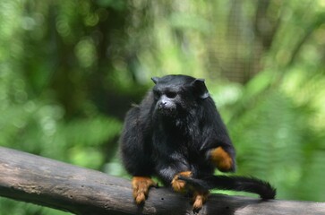 Red-Handed Tamarin on Tree Branch in Tropical Forest - French Guiana