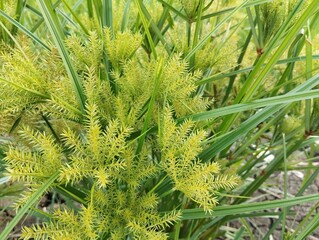 Nut grass or yellow nutsedge (Cyperus esculentus) in garden, Close up view