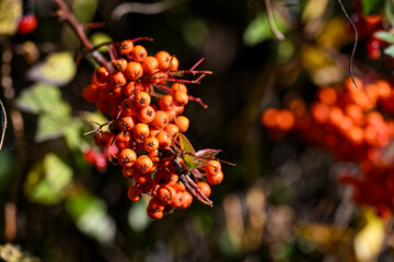 Close-up of Firethorn fruit during autumn in Norrköping, Sweden