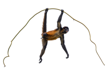 Isolated Spider Monkey Hanging Upside Down from Vine in Tropical Forest, Long Limbs, Animal