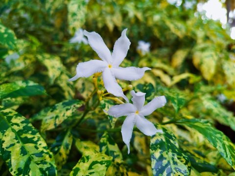 white flowers
