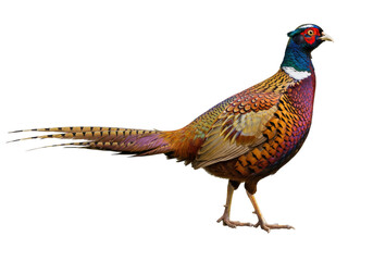 Isolated Ring-necked Pheasant with Multi-Colored Feathers in Profile View Looking Right