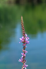 Purple loosestrife flowers - Latin name - Lythrum salicaria