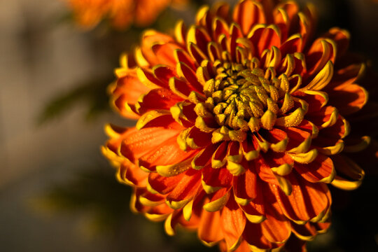 Fresh orange and yellow chrysanthemums with water drops