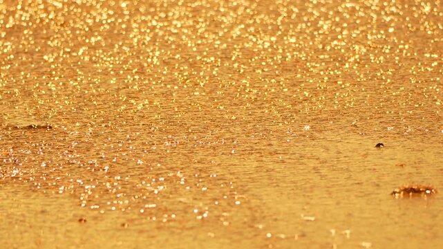 Gold Glitter Fabric Closeup Texture Background