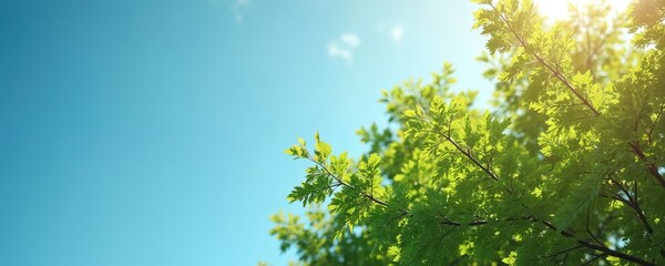 Obraz premium Green tree branches with lush leaves reach toward a clear blue sky. Sunlight filters through the foliage, creating a bright, peaceful natural background with ample copy space.