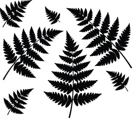 Vector Fern leaves botanical black silhouette isolated on white Illustrator