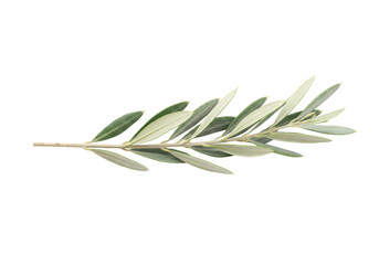 Isolated sprig of olive branch, plant twig with leaves, organic ingredient ingredient © Luca