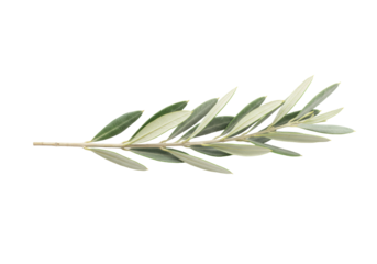 Isolated sprig of olive branch, plant twig with leaves, organic ingredient ingredient