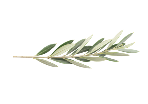 Isolated sprig of olive branch, plant twig with leaves, organic ingredient ingredient